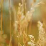 Dr Adal’s Keynote Speech on Global Warming @ World Human Rights & Development Inc-2019